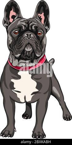 Vector black dog French Bulldog breed standing, the most common colouring Stock Vector