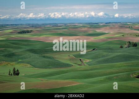 Farms dot the rolling hills of farmland in the Palouse region of Washington state. Some fields are planted, some are fallow. Stock Photo