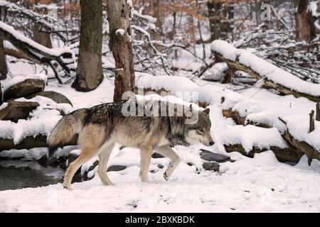 Timber Wolf (also known as a Gray or Grey Wolf) walking through a forest in the snow Stock Photo