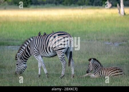 Mother zebra with foal. Image taken in the Okavango Delta, Botswana. Stock Photo