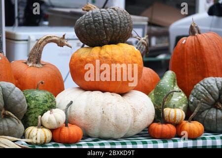 Agricultural background. Colorful gourds for sale at the farmers market. Horizontal composition. Harvest concept. Stock Photo