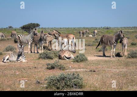 Herd of zebra in interacting in various ways. Image taken in Etosha National Park, Namibia. Stock Photo