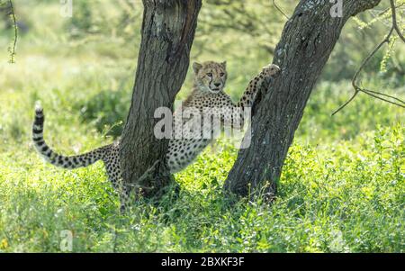 One young cheetah stretched between two trees standing in green grass in shade watching something with tongue out Ndutu Tanzania Stock Photo