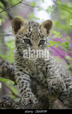 Very small baby leopard with beautiful eyes resting on a tree branch looking interested in Kruger Park South Africa Stock Photo