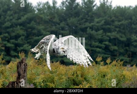 Juvenile snowy owl taking off from its perch on a stump and flying over a field filled with yellow wildflowers. Stock Photo