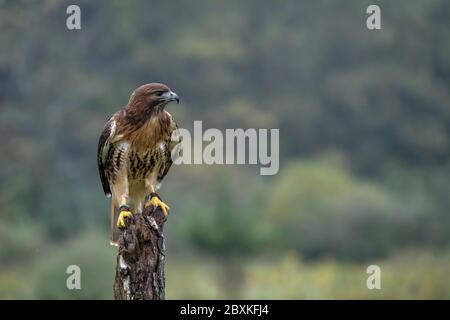 Red-Tailed Hawk in profile, sitting on a tree stump in a field. Stock Photo