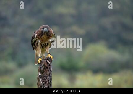 Red-Tailed Hawk sitting on a tree stump in the middle of a field. Hawk is looking directly at the camera with its mouth closed. Stock Photo