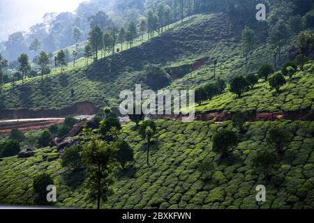 Rolling hills dotted with tea plantations, in Munnar, Kerala, India Stock Photo