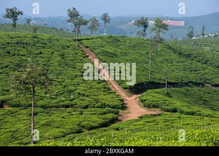 Rolling hills dotted with tea plantations, in Munnar, Kerala, India Stock Photo