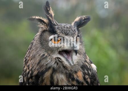 Eurasian eagle-owl closeup portrait with mouth open, surrounded by green trees Stock Photo