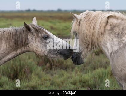 Two white horses, splashed with mud, nuzzling each other after a run through the water in Camargue, France Stock Photo