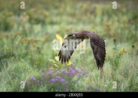 Red-Tailed Hawk flying low to the ground through a field of wildflowers Stock Photo