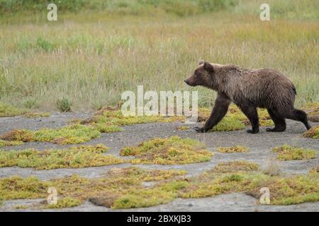 Young grizzly bear walking through a clearing in Lake Clark National Park, Alaska, USA Stock Photo
