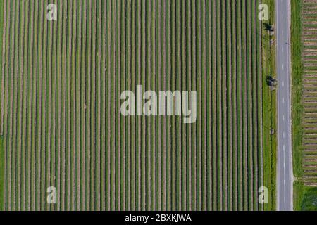 Aerial top down view of a vineyard next to a road in the Barossa Valley, South Australia Stock Photo