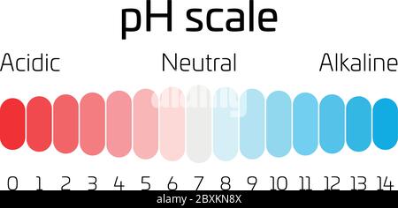 pH scale. Indicator of pH value expressing rate of acidity or basicity in chemistry. Stock Vector