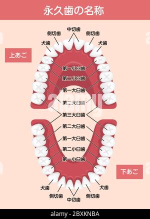 Human permanent teeth chart vector illustration / Japanese Stock Vector
