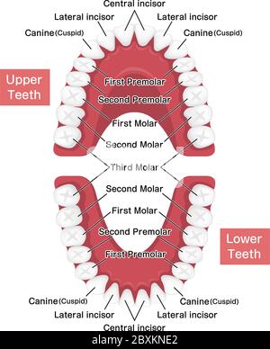 Human permanent teeth chart vector illustration Stock Vector