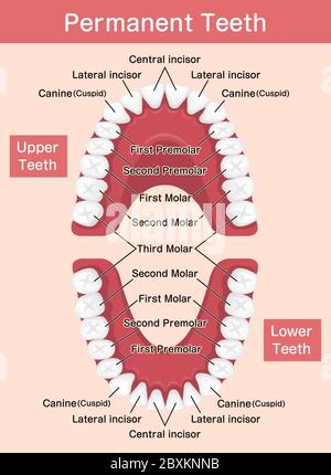 Human permanent teeth chart vector illustration Stock Vector