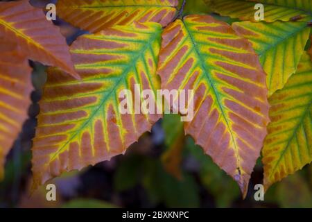 Colorful American Beech Leaves Changing Color in the Fall Stock Photo