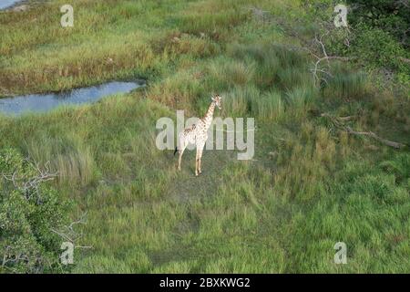Aerial view of giraffe standing in the tall grasses near a watering hole on the savanna of the Okavango Delta in Botswana Stock Photo