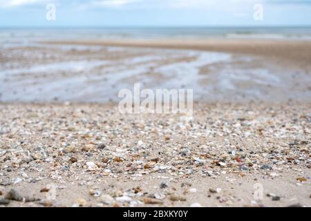 Closeup image of seashells on the beach Stock Photo