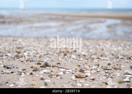 Closeup image of seashells on the beach Stock Photo