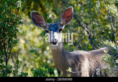 Close up of a Mule Deer Doe in a forest setting, looking at the camera. Stock Photo