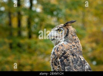 Close up of a Great Horned Owl with Fall foliage in the background.  Facing left, profile, beak open. Stock Photo