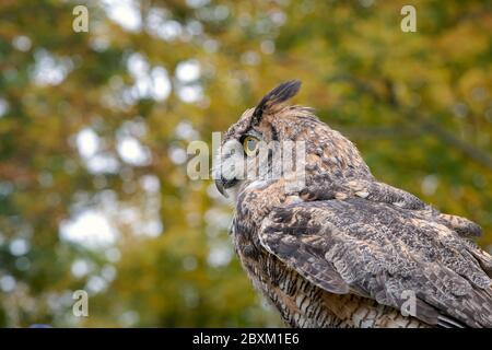 Close up of a Great Horned Owl with Fall foliage in the background.  Facing left, profile, beak closed. Stock Photo