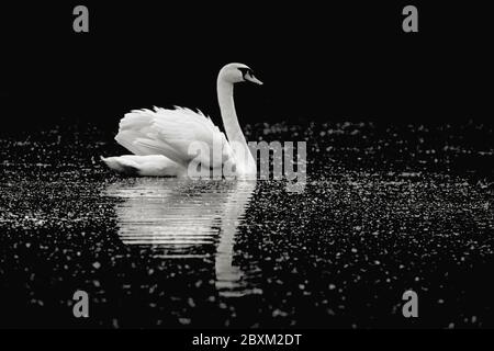 Black and white image of a mute swan (Cygnus olor) swimming in water surrounded by darkness Stock Photo