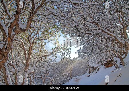 Snow-covered birch trees in the Gokyo Valley Stock Photo