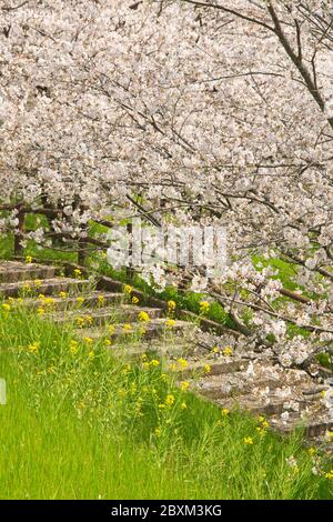 Cherry blossoms, Kikuchi Park Stock Photo