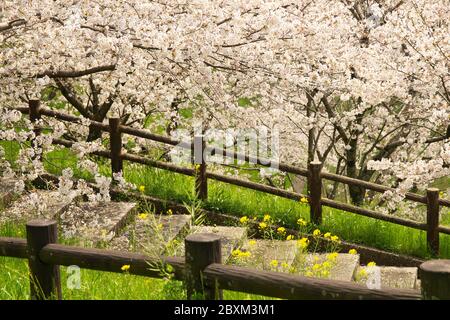 Cherry blossoms, Kikuchi Park Stock Photo