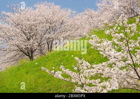 Cherry blossoms, Kikuchi Park Stock Photo