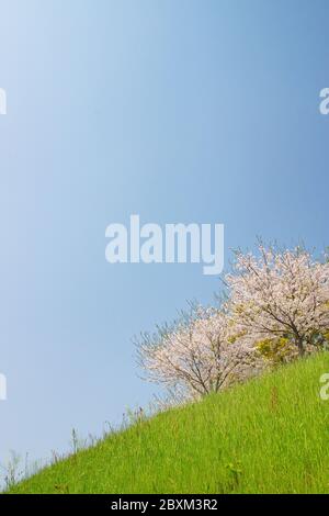 Cherry blossoms, Kikuchi Park Stock Photo