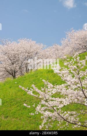 Cherry blossoms, Kikuchi Park Stock Photo