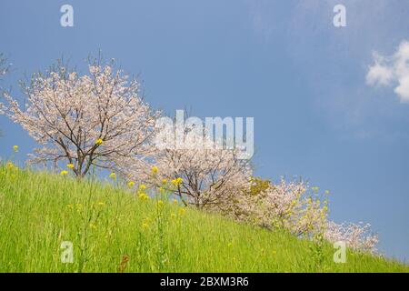 Cherry blossoms, Kikuchi Park Stock Photo