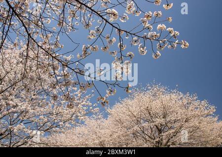 Cherry blossoms, Kikuchi Park Stock Photo