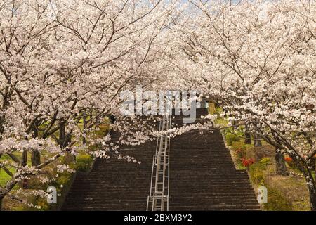 Cherry blossoms, Kikuchi Park Stock Photo