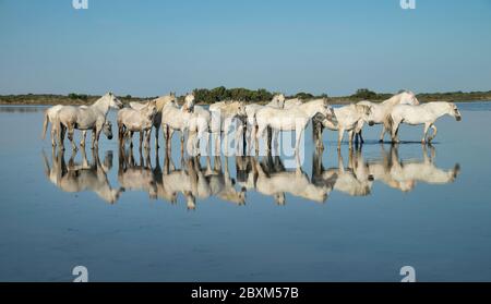 Herd of White Horses Standing in the Water Creating a Beautiful Reflection, Camargue, France Stock Photo