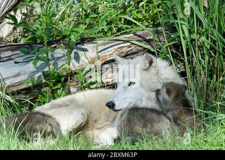 Arctic wolf mother with puppies Stock Photo