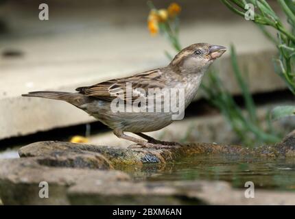 Female sparrow drinking from urban house garden bird bath. Stock Photo