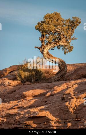 Pinyon Pine with its trunk twisted in the shape of an S, growing on top of a large rock formation in Canyonlands National Park, Moab, Utah. Stock Photo