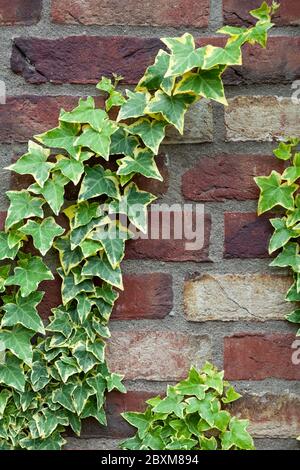 Close up of green golden Ivy, growing in an angle to the right on a modern warm coloured brick building wall. The name of this strong garden plant is Stock Photo