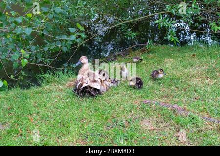 Ashford, Kent, UK. 8th Jun, 2020. UK Weather: Sunny intervals with a moderate breeze, highs of 16°C. Newborn ducklings surround their mother for warmth and protection at a local pond. Photo Credit: Paul Lawrenson/ Alamy Live News Stock Photo