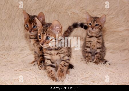 Three cute bengal kittens are playing on a soft coverlet. One month old. Pet animals. Stock Photo
