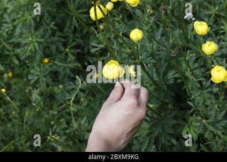 Woman holding a Yellow flower Trollius europaeus or globe flower in alpine spring. Stock Photo
