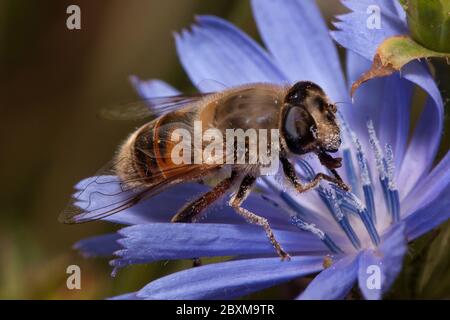 Hoverfly is sitting on a purple chicory flower. Animals in wildlife. Stock Photo