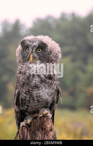 Close up of a juvenile Great Grey Owl in the rain