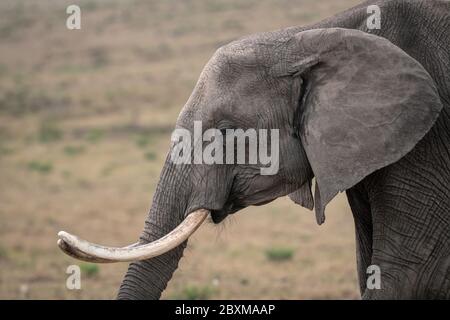 Closeup of a bull elephant with large tusks. Image taken in the Masai Mara, Kenya. Stock Photo